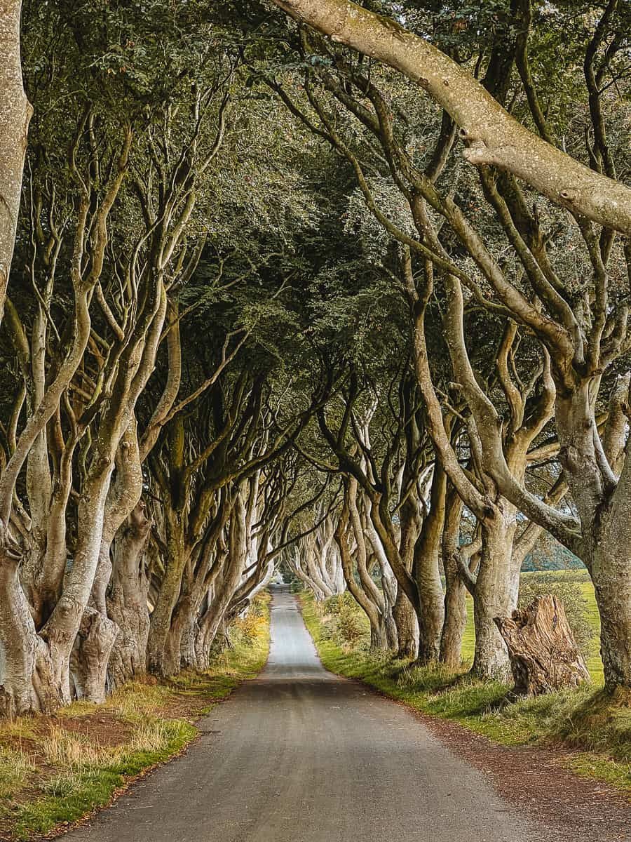 The Dark Hedges, an avenue of old beech trees arching over a country road